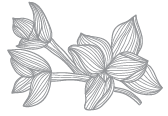 Blume